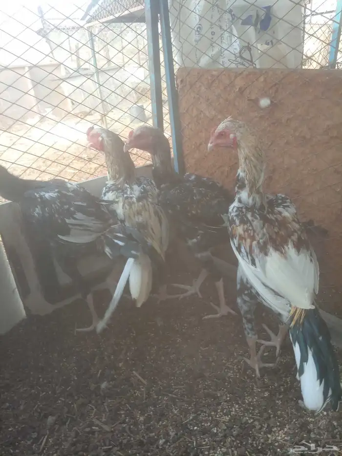 ديكه باكستاني كبار عادها شباب صغار بالعمر 0