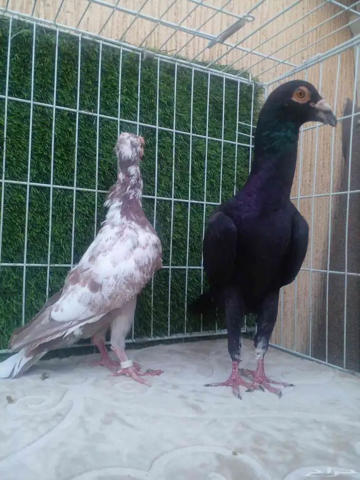 ذكرين عمالقه الاسرد لورنس والثاني بغدادي مذيل ابيض 3