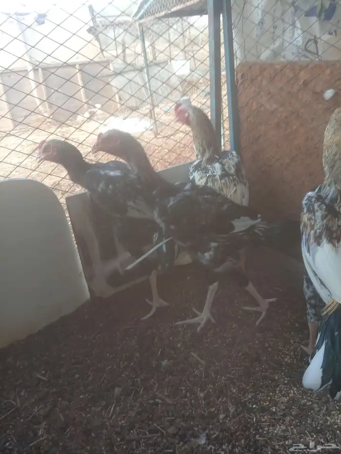 ديكه باكستاني كبار عادها شباب صغار بالعمر 1