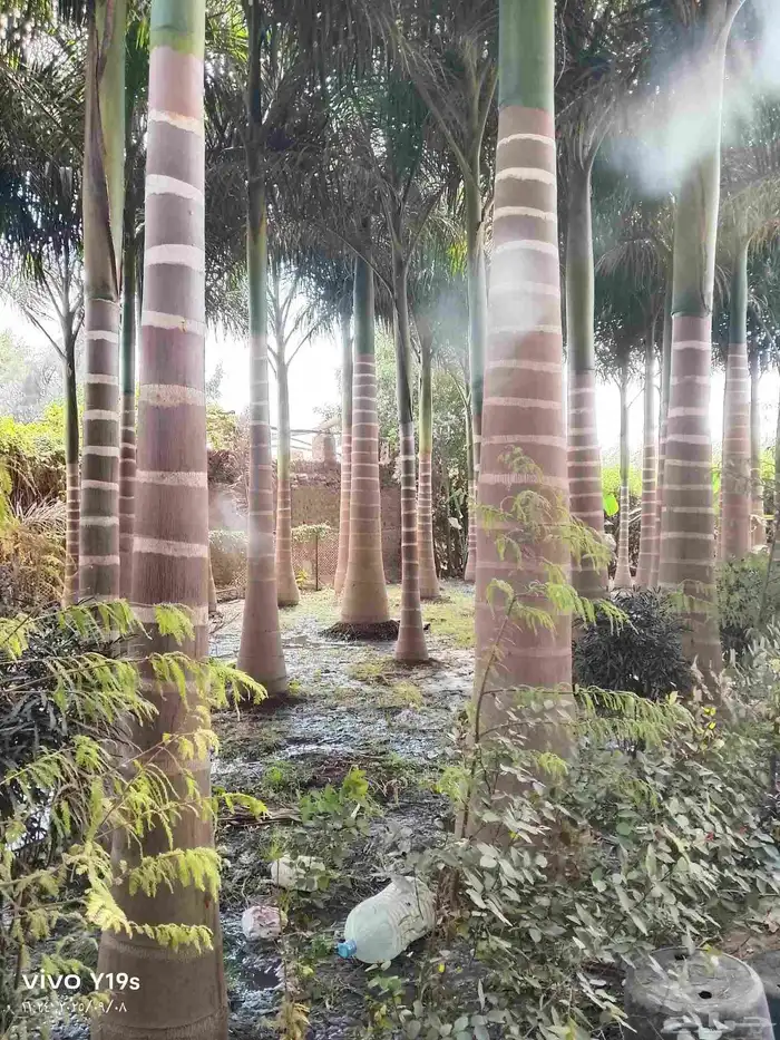 نخل واشنطنيا زينه وملوكي وجوز الهند 7