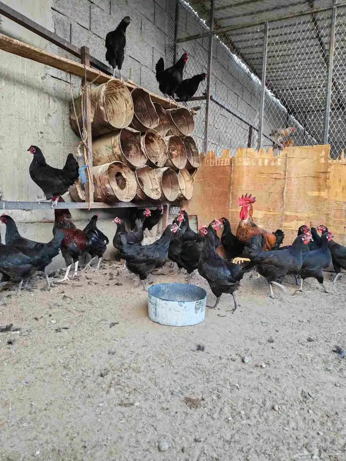 دجاج تركي فرنسي بلاك للبيع 2