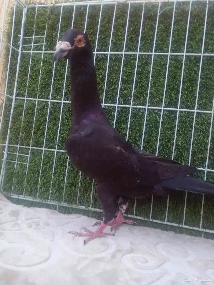 ذكرين عمالقه الاسرد لورنس والثاني بغدادي مذيل ابيض 4