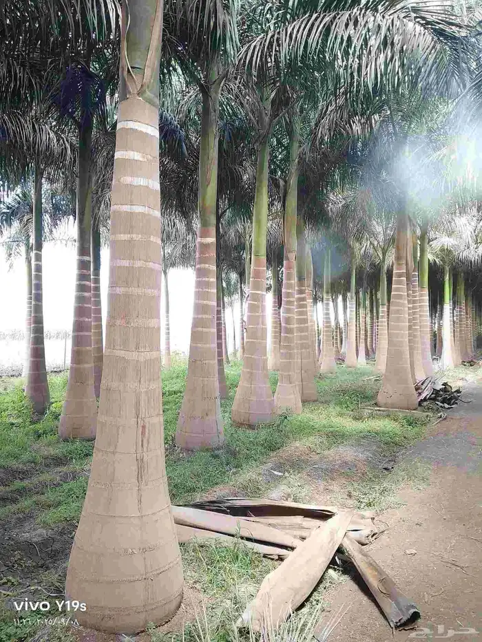 نخل واشنطنيا زينه وملوكي وجوز الهند 5