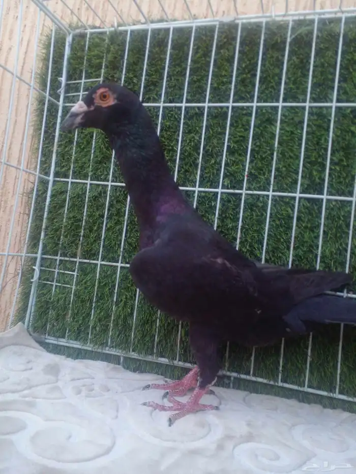 ذكرين عمالقه الاسرد لورنس والثاني بغدادي مذيل ابيض 2