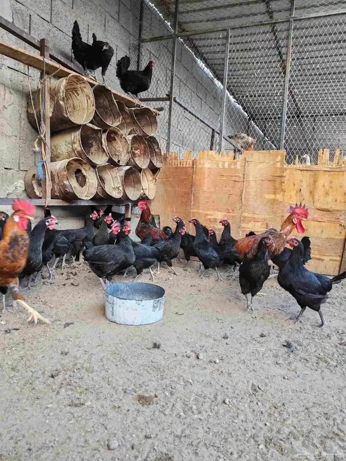 دجاج تركي فرنسي بلاك للبيع 3