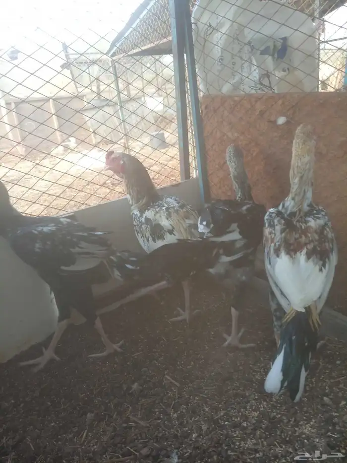 ديكه باكستاني كبار عادها شباب صغار بالعمر 2