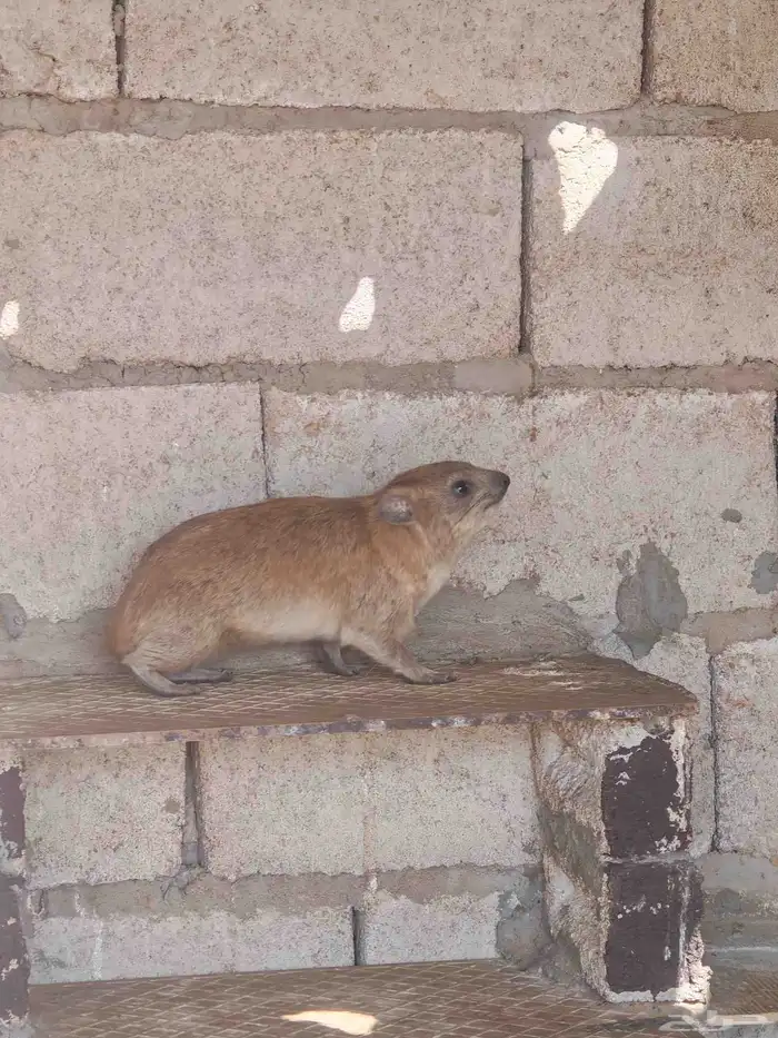 للبيع وبران ذكوره 0