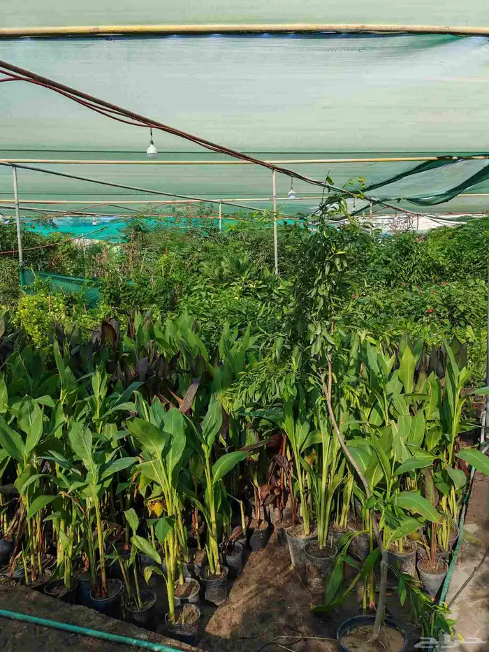 مشتل زراعية طبيعي 9