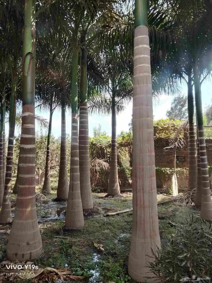 نخل واشنطنيا زينه وملوكي وجوز الهند 4