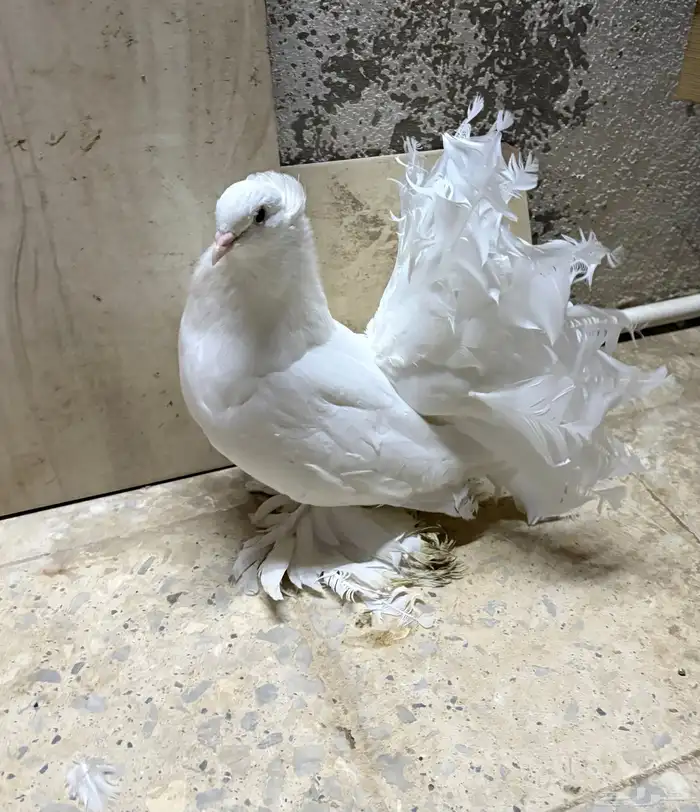 زوج رقاص هندي منتج 2