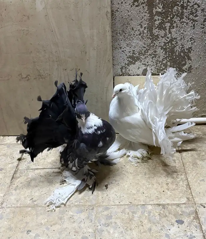 زوج رقاص هندي منتج 0