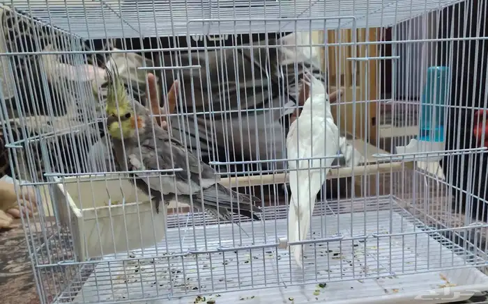 اذكر كوكتيل احمر الخدود و الأنثى بيضه عيونها حمره 2