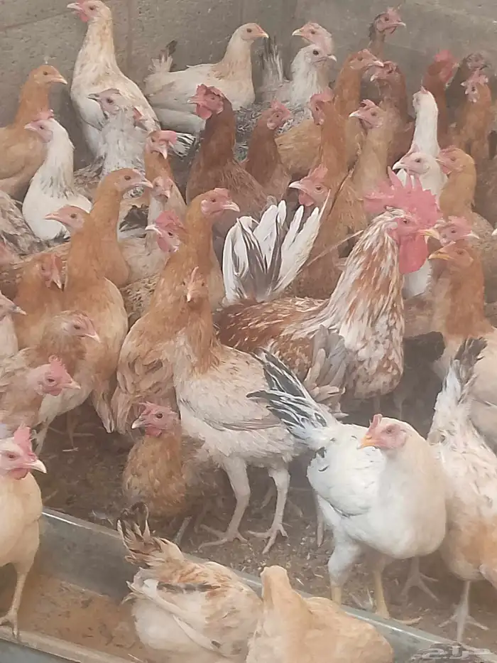 دجاج بلدي بياض العمر 8شهور العدد120 5