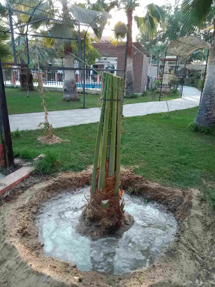 زراعه نخيل عربي واشنطني واعمال الشبوك وتوريدها 0