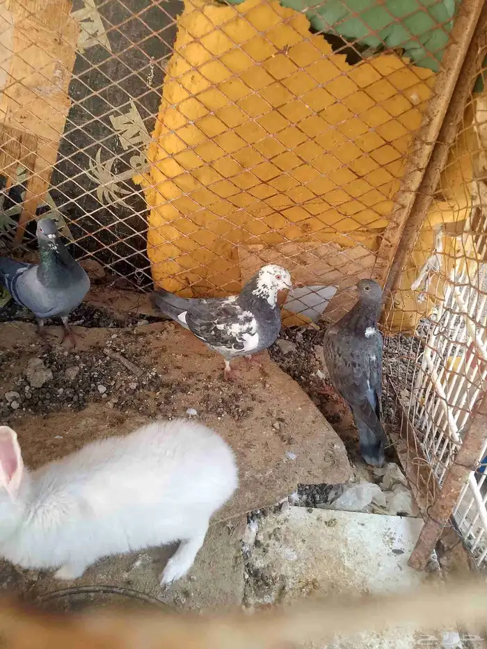 للبيع. حمام  25جوز ..ارانب 15حبة...دجاج 25حبة بياض 3