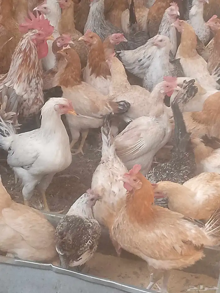 دجاج بلدي بياض العمر 8شهور العدد120 3