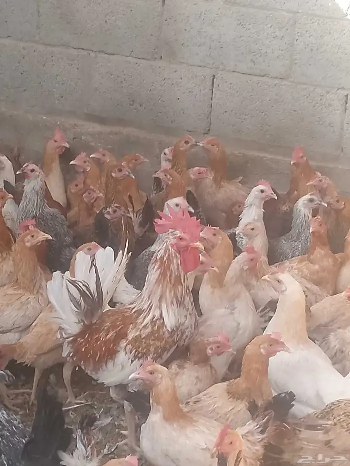 دجاج بلدي بياض العمر 8شهور العدد120 0