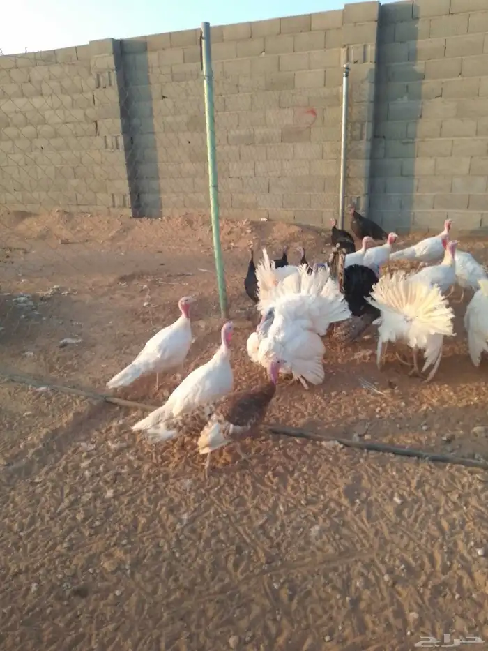 رومي للبيع الصحة ماشاء الله ممتازة 0