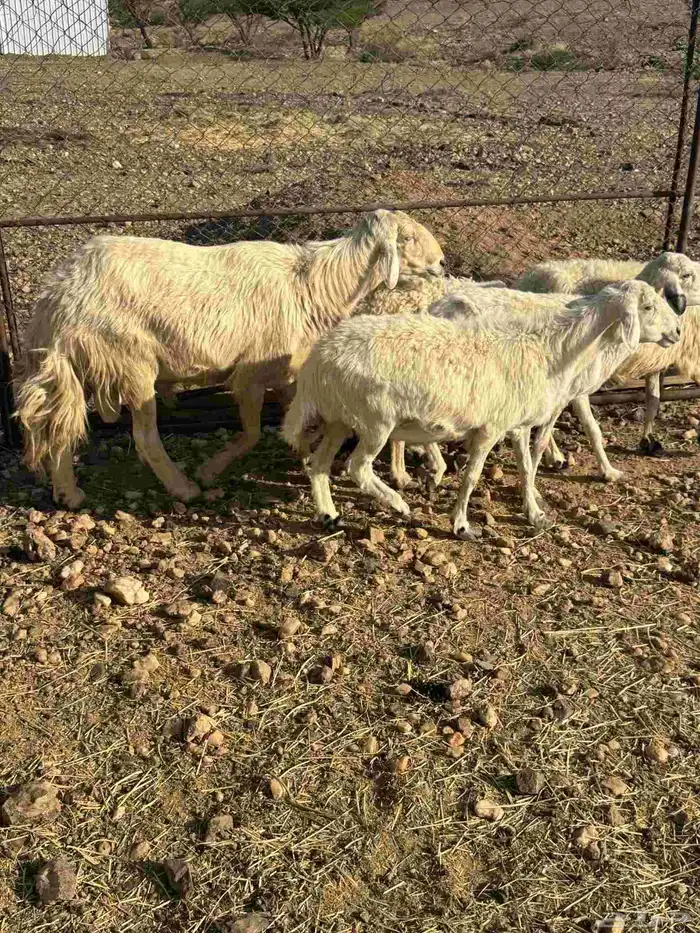 خمس ضان دفيع 0