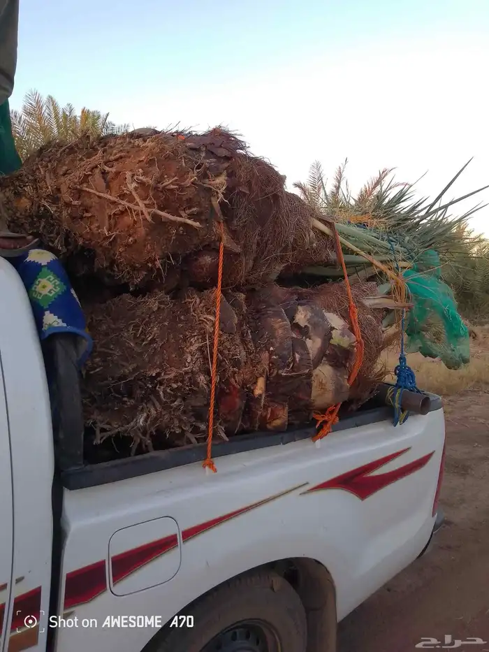 اسلام عليكم توجد الدين نخل فسيل وتوجد جميع النوع وجميع المقس 4