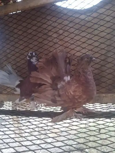 حمام رقاص index