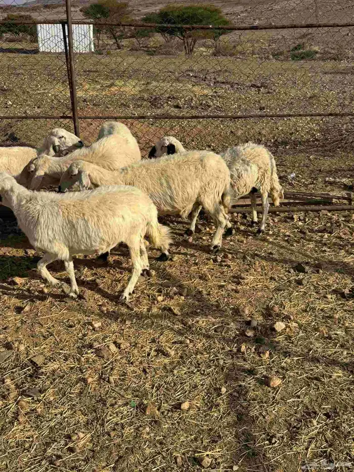 خمس ضان دفيع 3