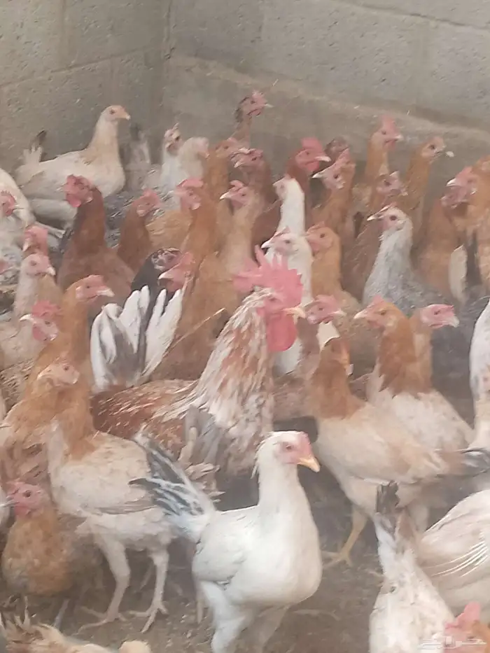 دجاج بلدي بياض العمر 8شهور العدد120 4