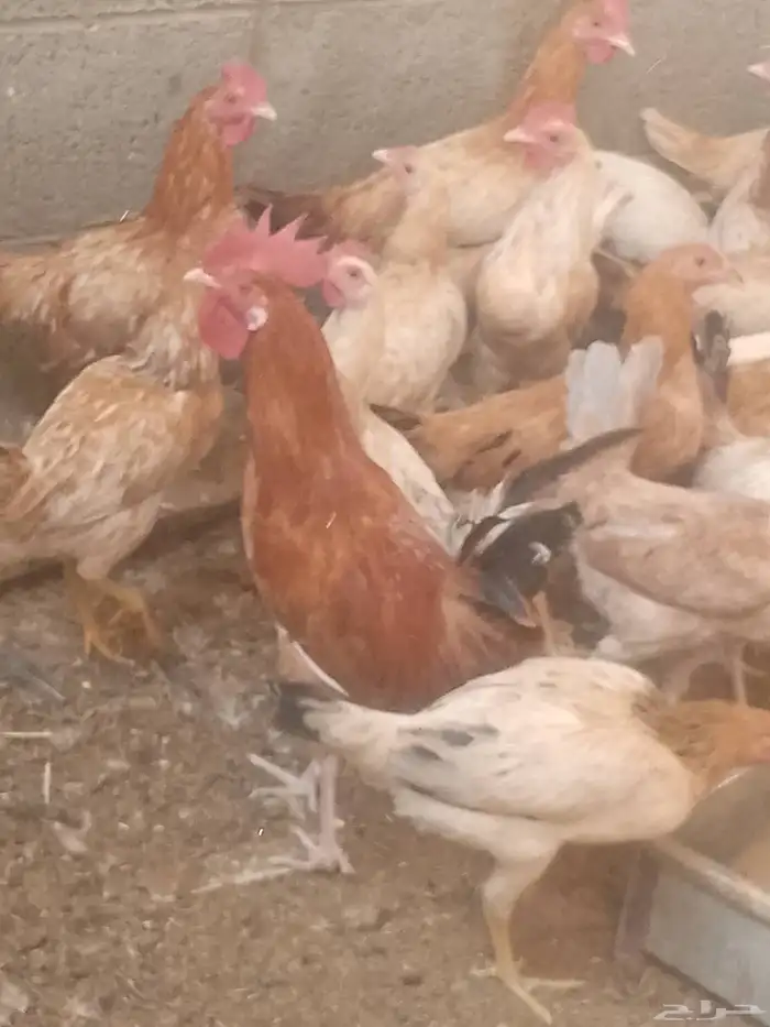 دجاج بلدي بياض العمر 8شهور العدد120 1