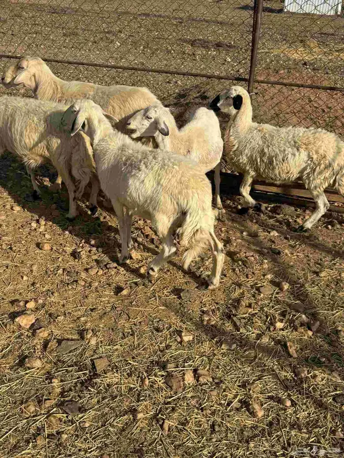 خمس ضان دفيع 2