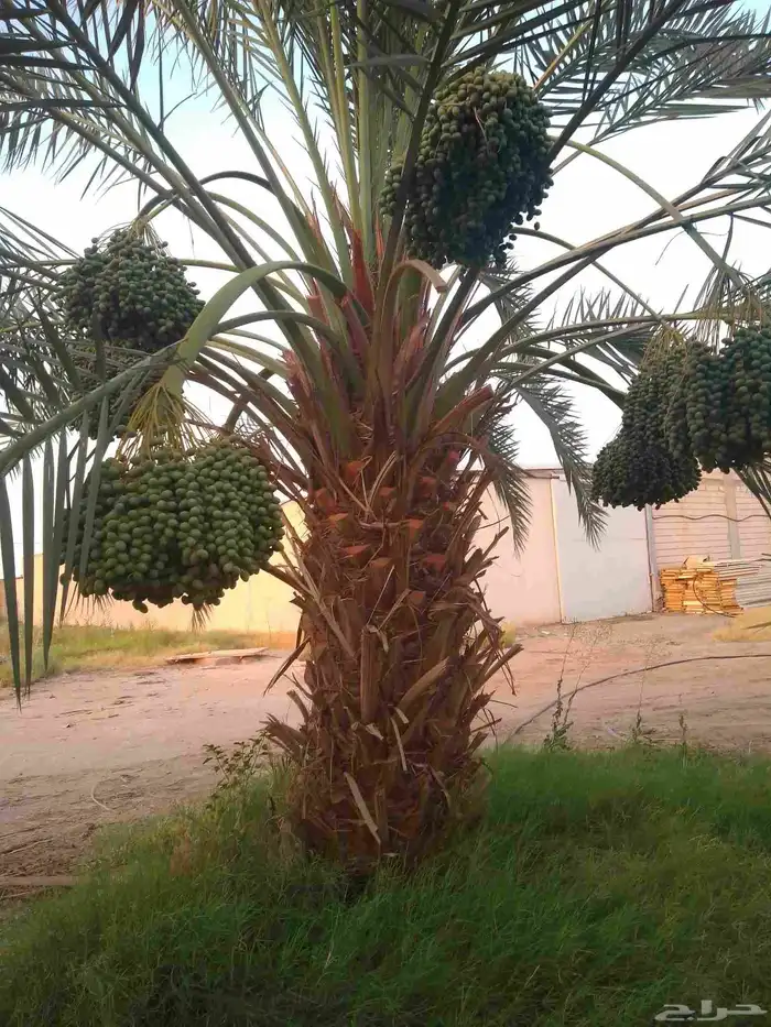 نخل للبيع مثمر خلاص سكري شيشي هلالي مجدول برحي ونانه رشودي 1