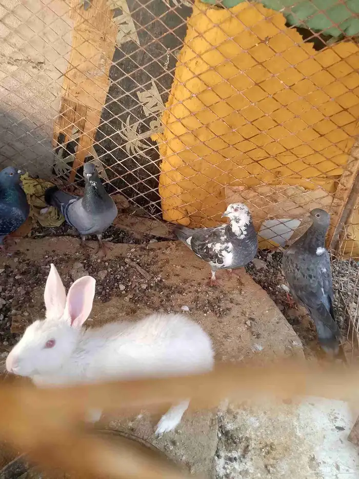 للبيع. حمام  25جوز ..ارانب 15حبة...دجاج 25حبة بياض 2