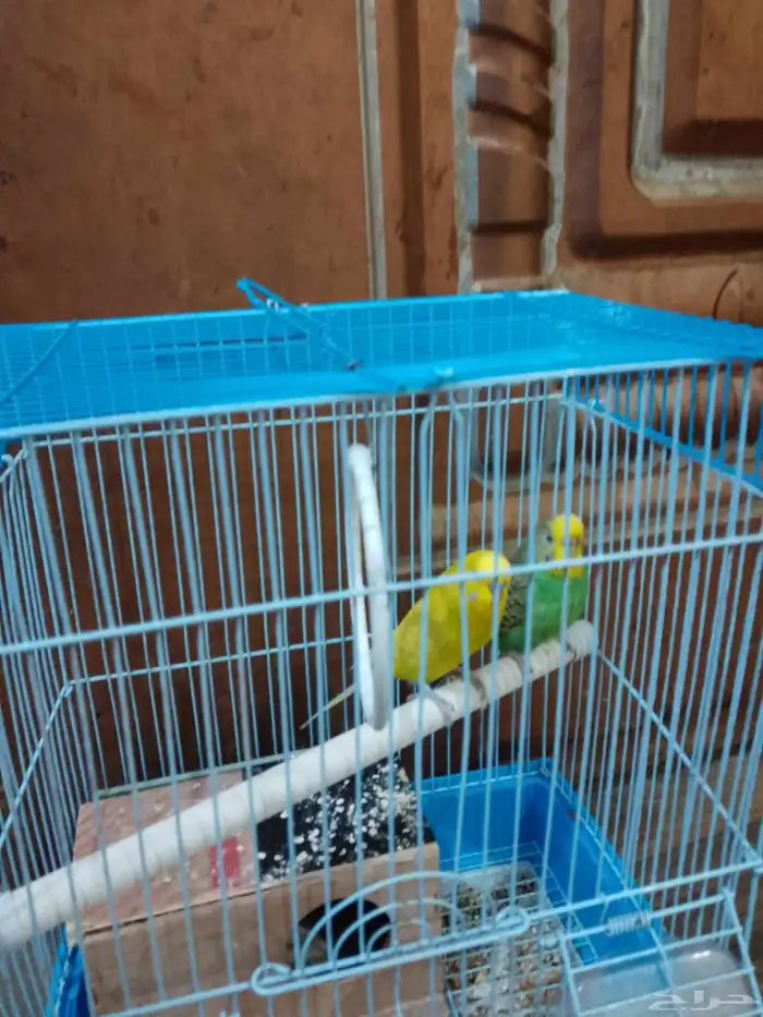 طيور الحب للبيع 0