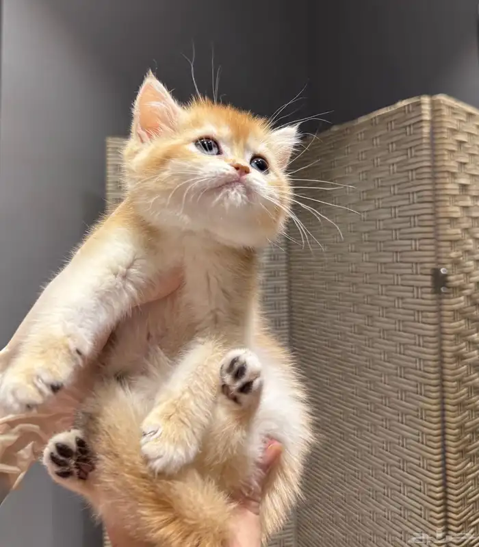 سكوتش ستريت ny12 انثى ( مع البيدكري) 2