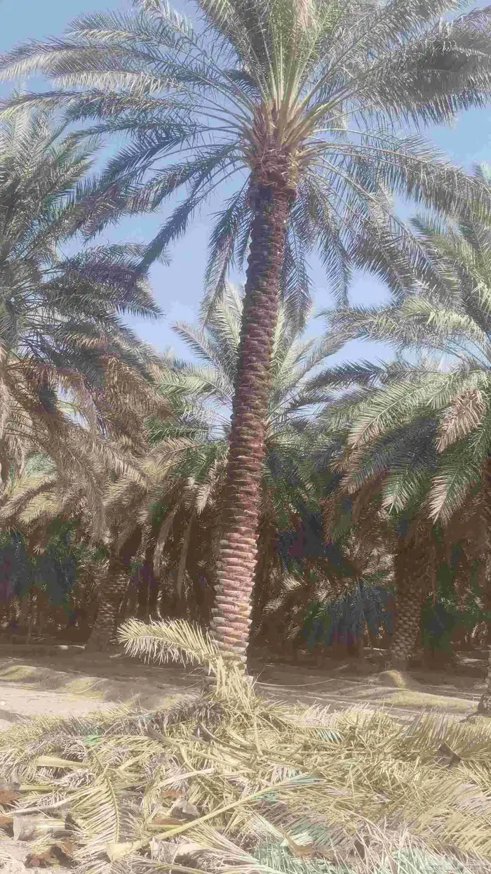 مقول نخل وشبوك مزارعه 7