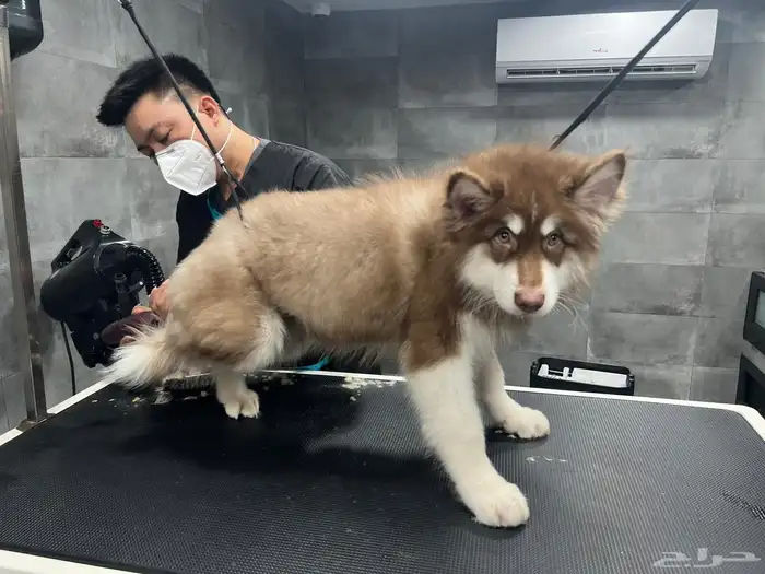 الاسكا مالموت جاينت بيور للبيع 4