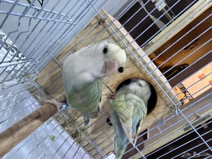 زوج طيور حب (روز) أليف وجميل للبيع 3