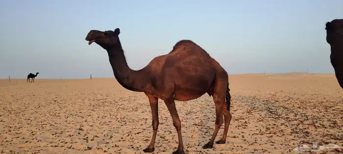 ضروبة مجهم كفو 0