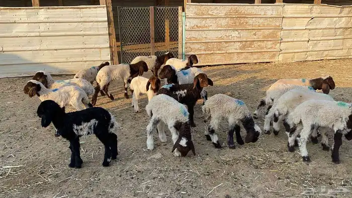 دواغيرنعيم العدد 18 6