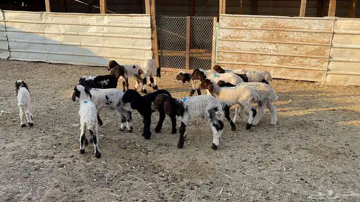 دواغيرنعيم العدد 18 1