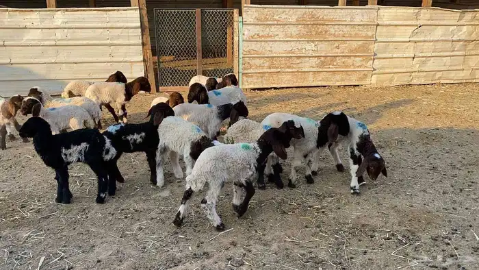 دواغيرنعيم العدد 18 4