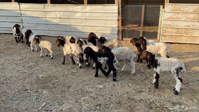 دواغيرنعيم العدد 18 8