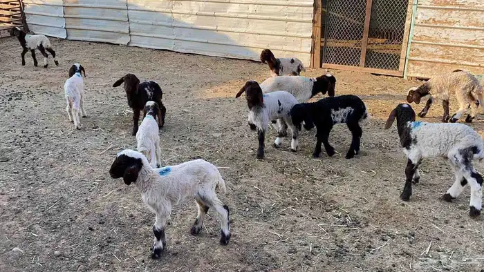 دواغيرنعيم العدد 18 5