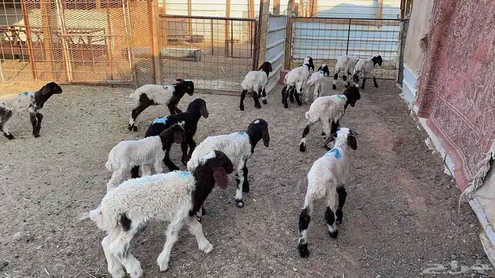 دواغيرنعيم العدد 18 9