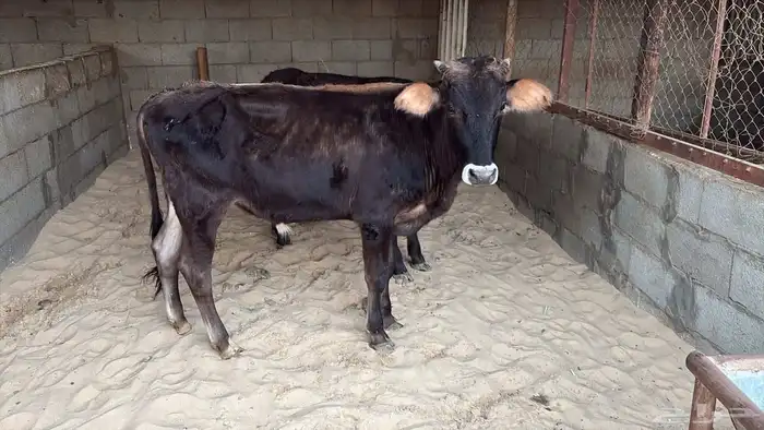 عجول طيبة. 0