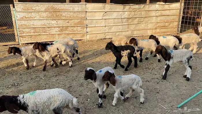 دواغيرنعيم العدد 18 0