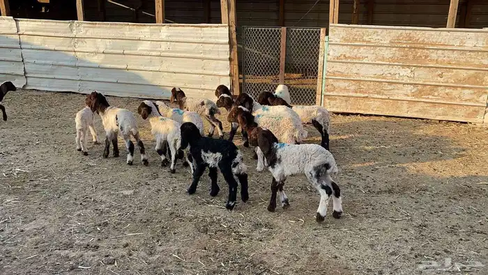 دواغيرنعيم العدد 18 7