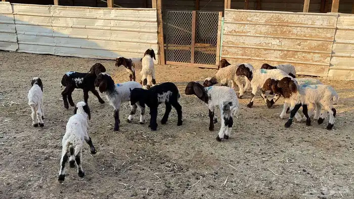 دواغيرنعيم العدد 18 3