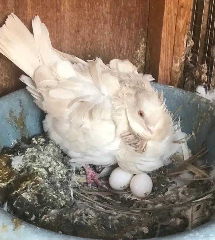 انثى كشكش ليمون منتجه 0