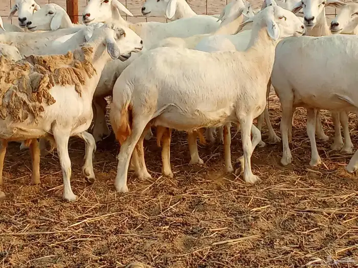 غنم جنب العدد 21دفيع ومضريع 1