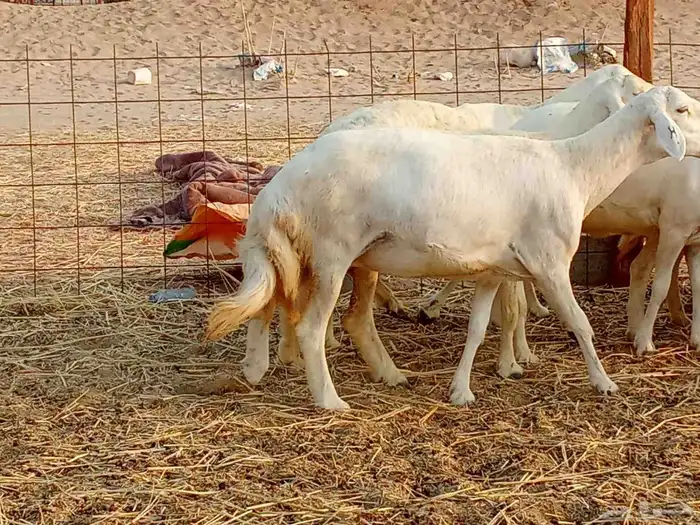 غنم جنب العدد 21دفيع ومضريع 8